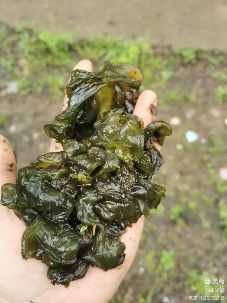 好吃的地耳菜啊!